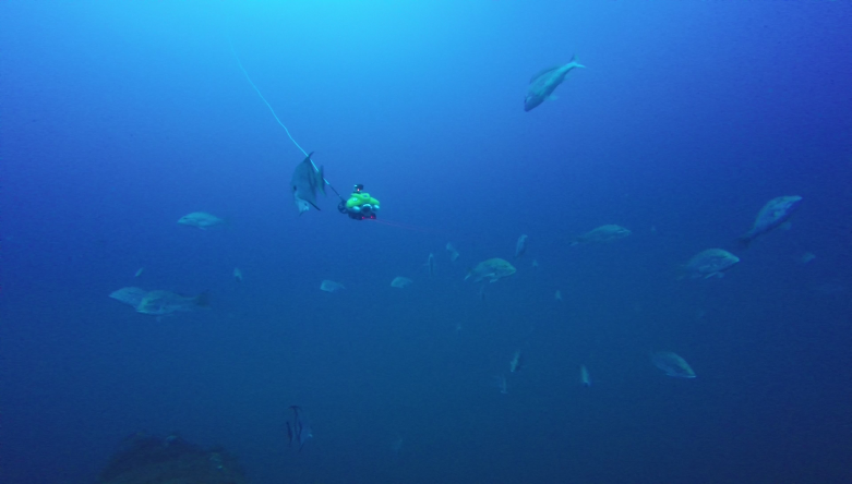 Underwater view of many red snapper swimming around a remotely operated vehicle (ROV). A cable attaches the ROV to a controller onboard the research vessel.